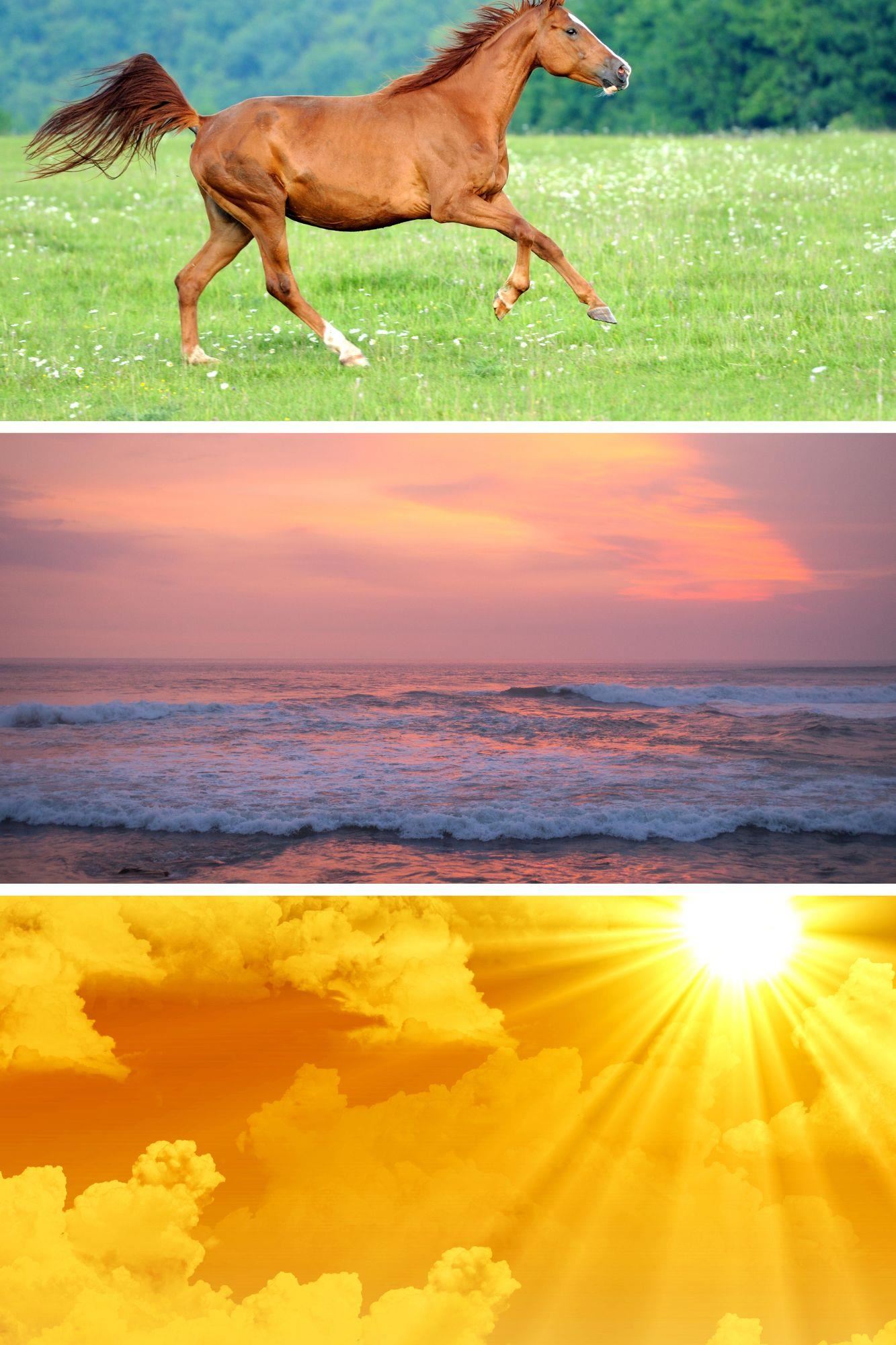 Horse beach and sun